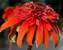 Echinacea Hot-Papaya