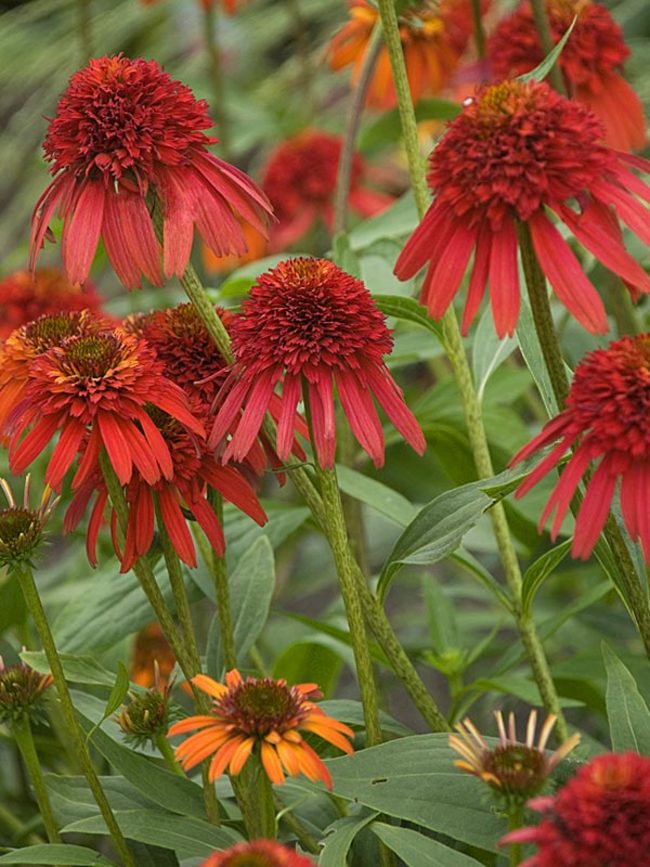 Echinacea Hot-Papaya