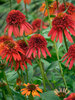 Echinacea Hot-Papaya