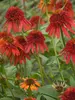 Echinacea Hot-Papaya