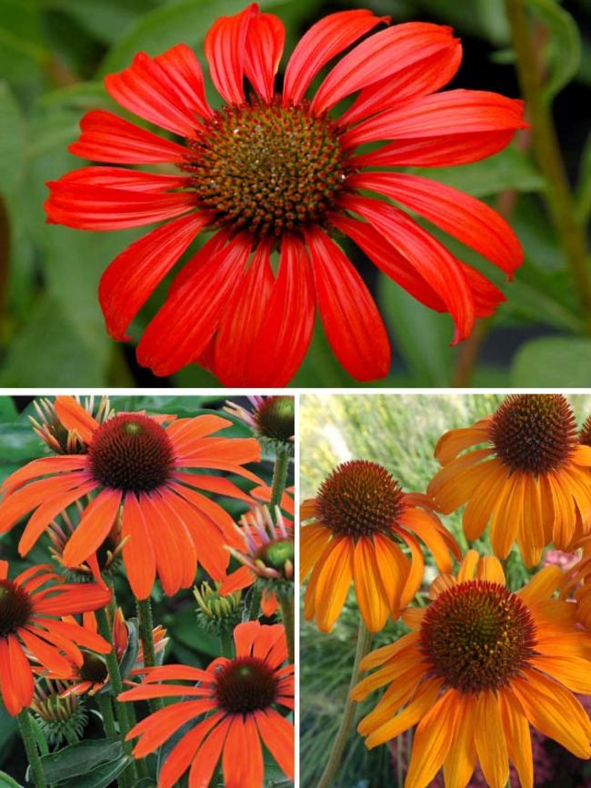 Echinacea Bright Collection