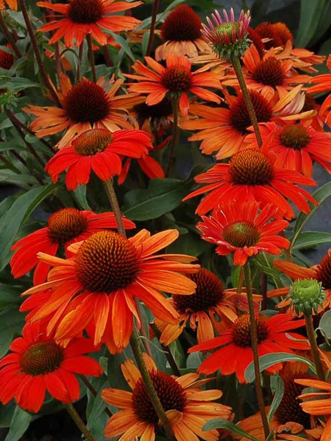 Echinacea Kismet Intense Orange