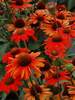 Echinacea Kismet Intense Orange