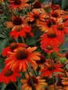 Echinacea Kismet Intense Orange