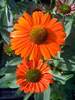 Echinacea Kismet Intense Orange