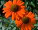 Echinacea Kismet Intense Orange