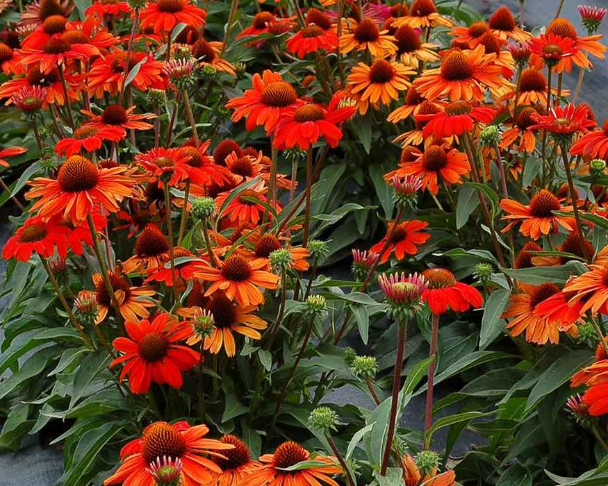 Kismet Red Coneflower ubicaciondepersonas.cdmx.gob.mx