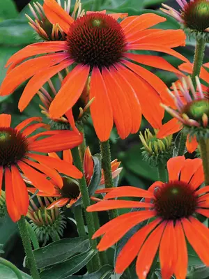 Link to Echinacea Butterfly&#153; Julia