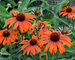 Echinacea Julia