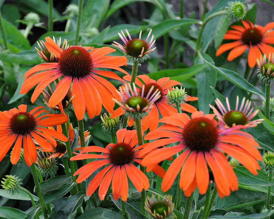 Echinacea Butterfly Julia Bluestone Perennials