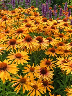 Link to Echinacea Big Kahuna