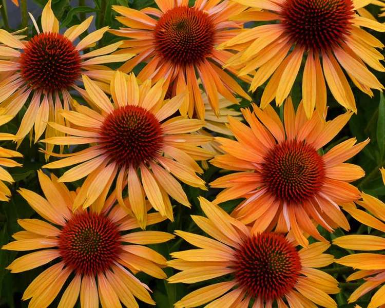 Product Viewer Echinacea Big Kahuna