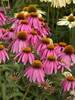 Echinacea Kim's Knee High