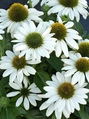 Link to Echinacea Kismet&#153; White