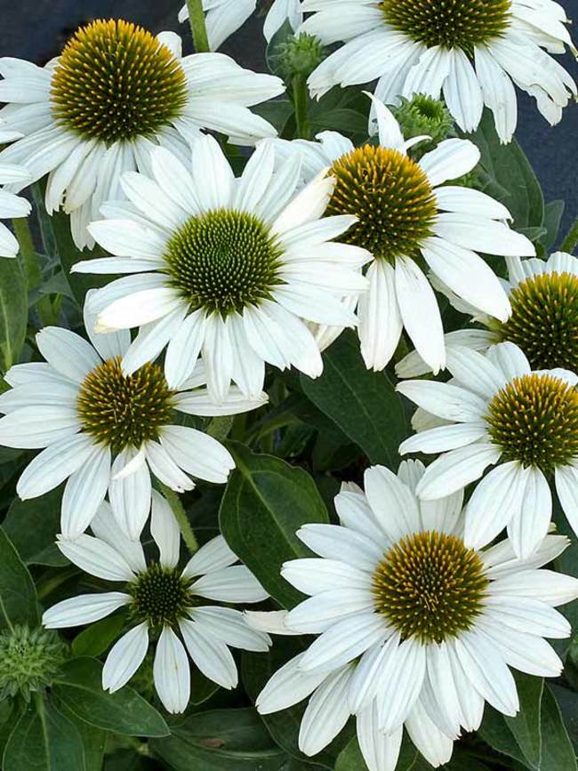 Echinacea Kismet White