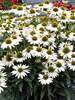 Echinacea Kismet White