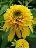 Echinacea Lemon Drop