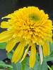 Echinacea Lemon Drop