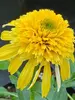 Echinacea Lemon Drop