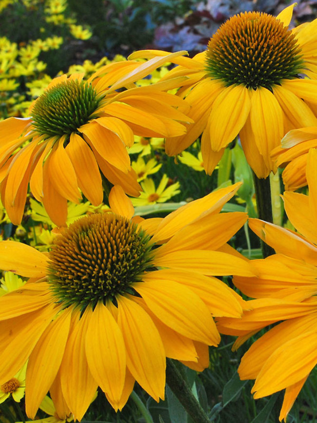 Echinacea Leilani