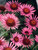 Echinacea Lilliput