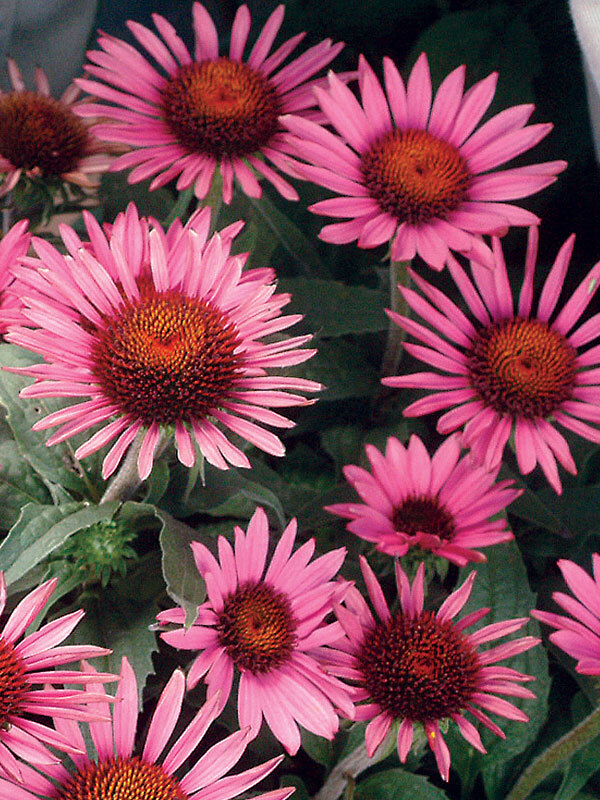 Echinacea Lilliput