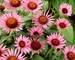 Echinacea Lilliput