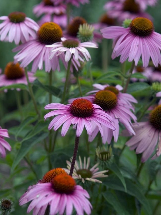 Echinacea Magnus