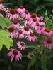 Echinacea Magnus