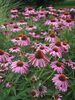 Echinacea Magnus