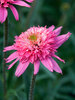 Echinacea Mini Belle