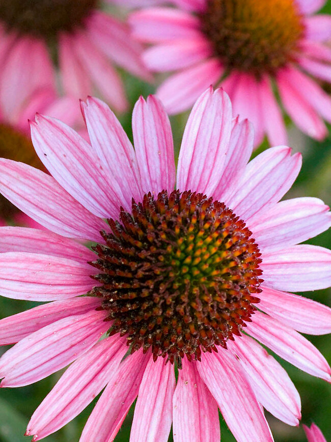 Echinacea Pixie Meadowbrite