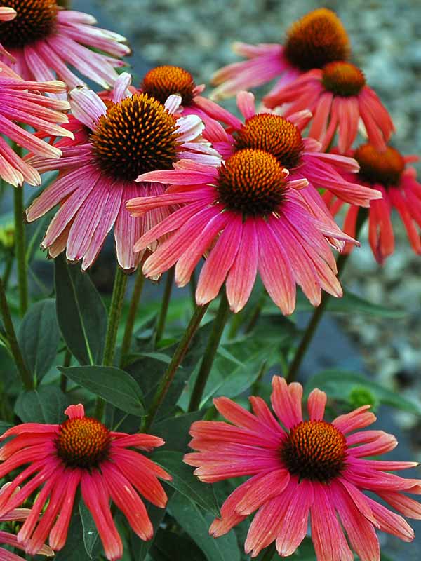 Echinacea Mama Mia | Bluestone Perennials
