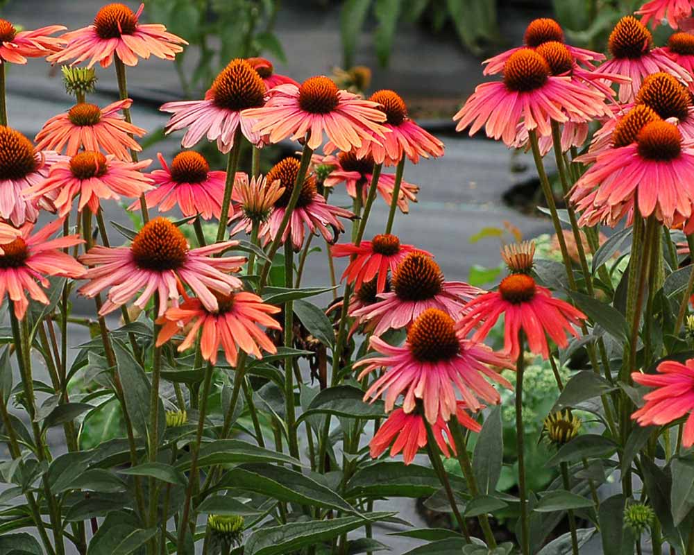 Echinacea Mama Mia | Bluestone Perennials