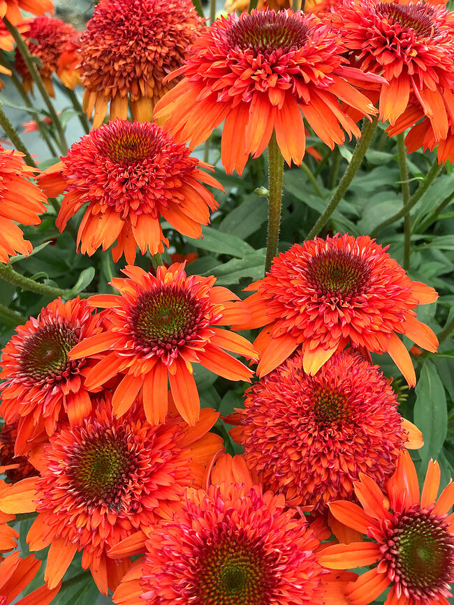 Echinacea Moab Sunset