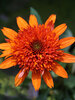 Echinacea Moab Sunset