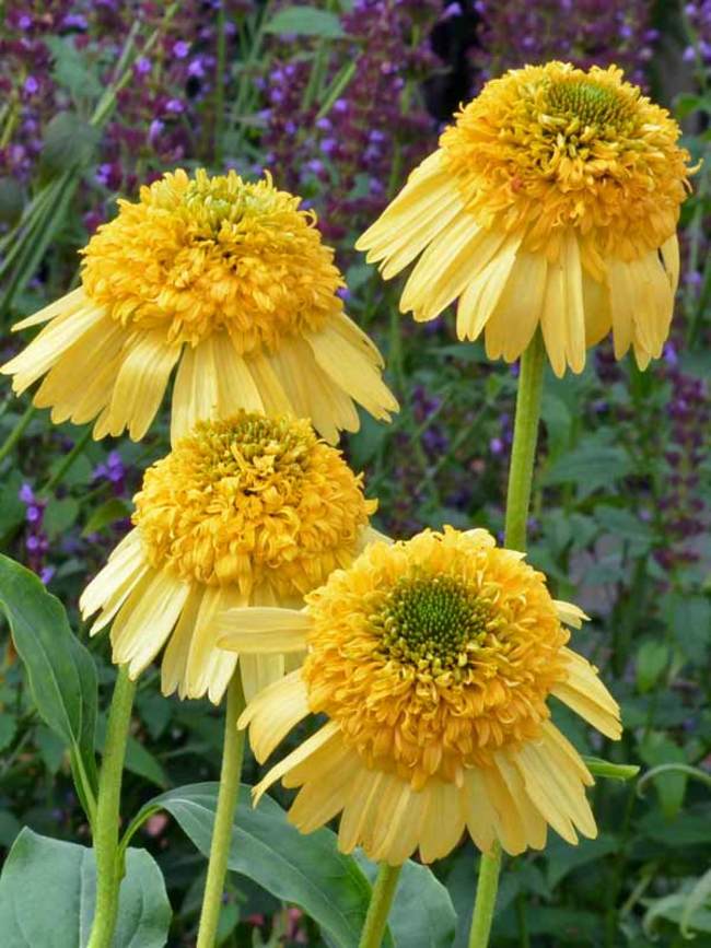 Echinacea Meteor Yellow