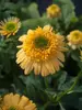 Echinacea Meteor Yellow