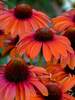 Echinacea Orange You Awesome