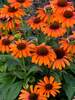 Echinacea Orange You Awesome