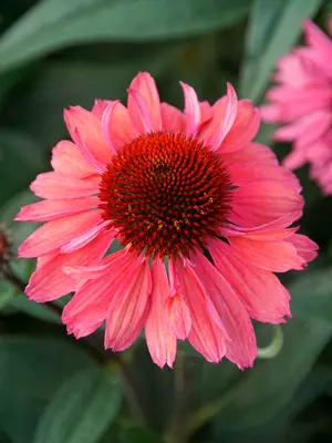 Link to Echinacea Coral Craze
