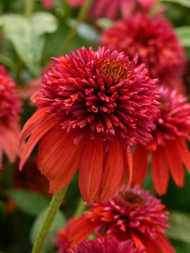 Echinacea Orangeberry