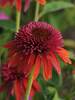 Echinacea Orangeberry