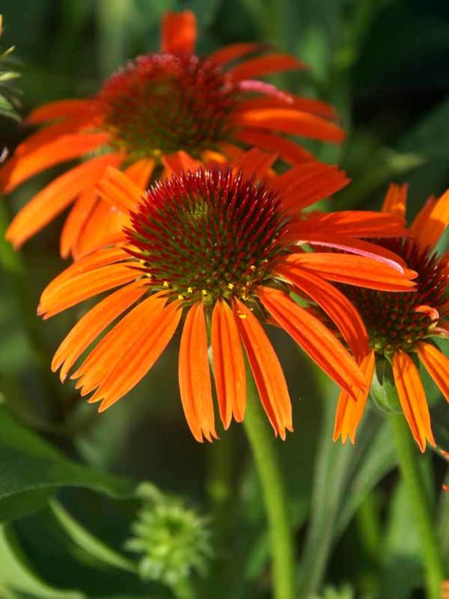 Echinacea Orange Skipper