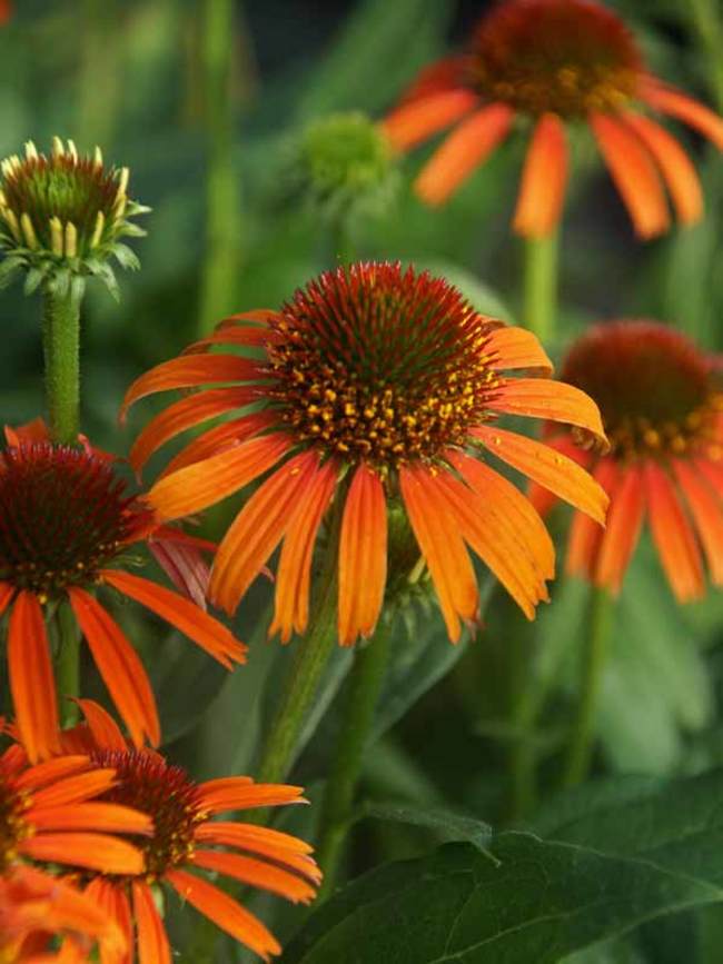 Echinacea Orange Skipper Bluestone Perennials