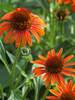 Echinacea Orange Skipper