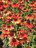 Echinacea Orange Skipper