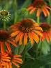 Echinacea Orange Skipper