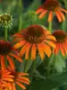 Echinacea Orange Skipper