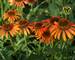 Echinacea Orange Skipper